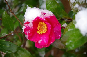 山茶花